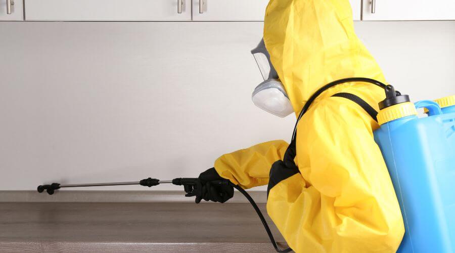 Professional rat exterminator services in Miami, FL - Miami Rat Busters